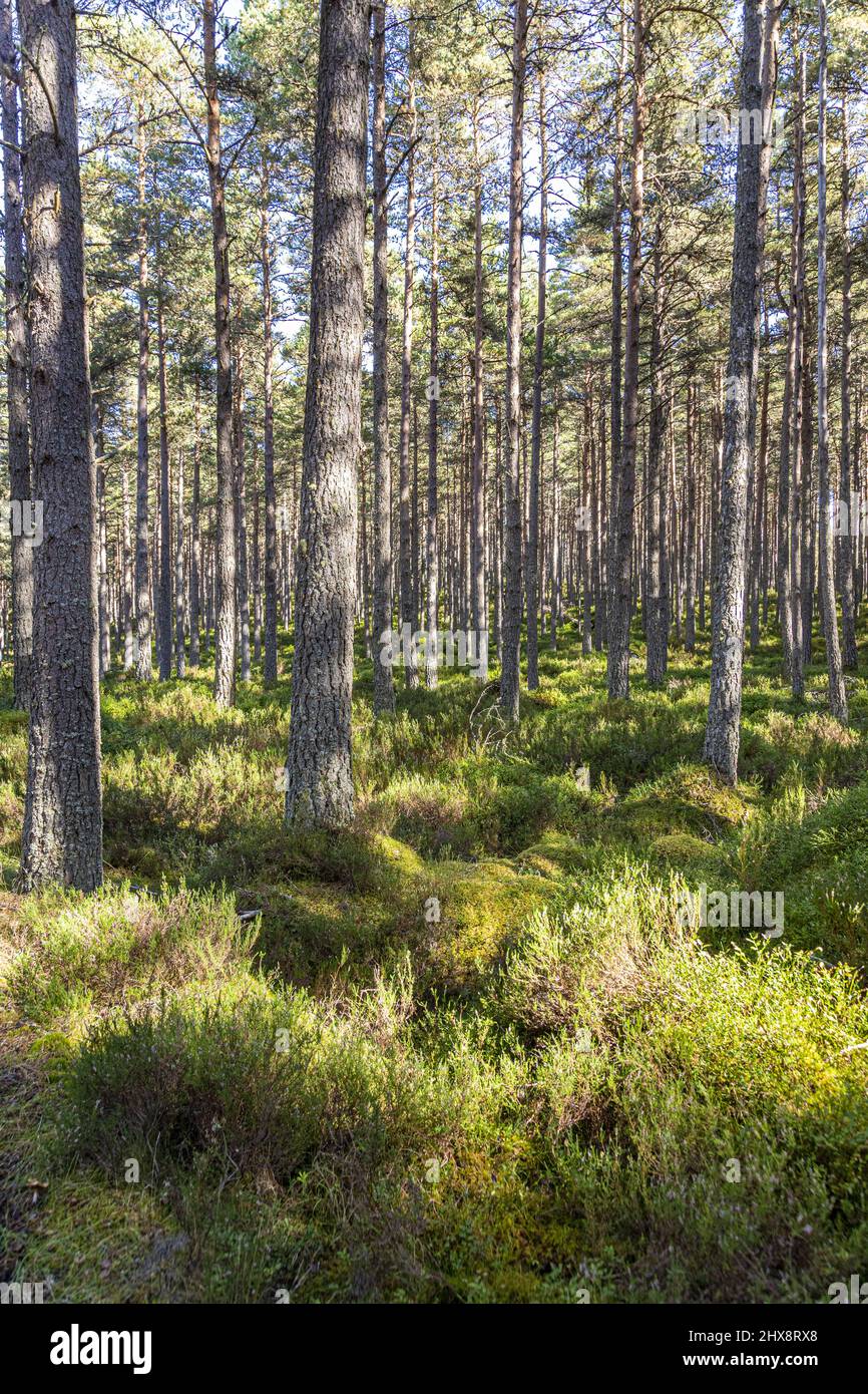 Ein Wald aus schottischen Kiefern im Abernethy National Nature Reserve in der Nähe von Loch Garten, Highland, Schottland, Großbritannien. Stockfoto