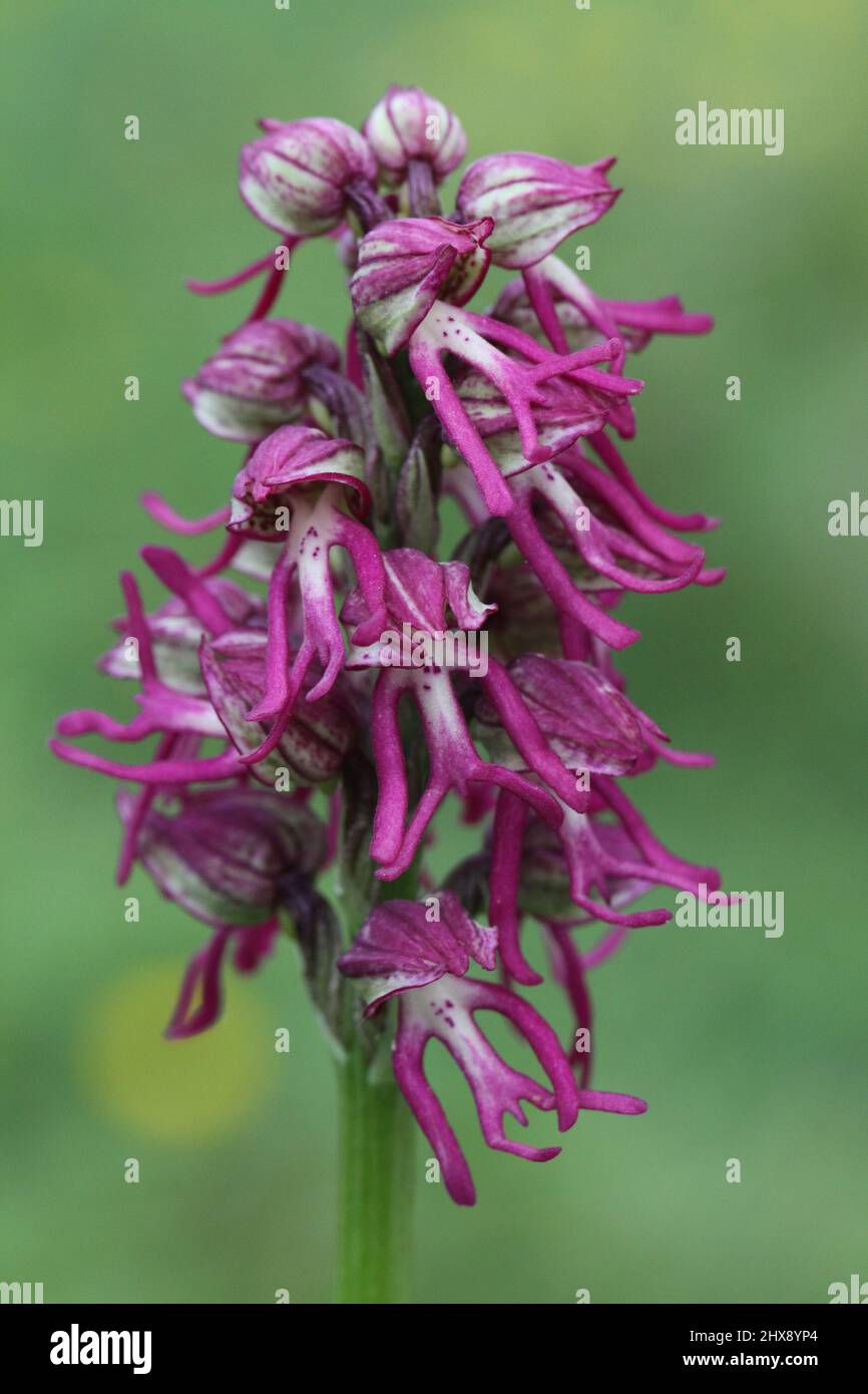 Man x Monkey Orchid Hybrid, Orchis x bergonii, Kent, England, Großbritannien Stockfoto