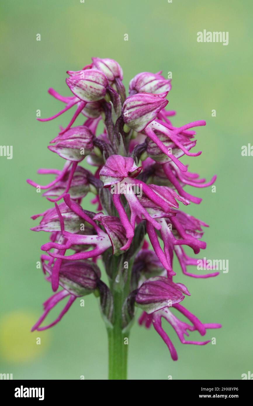 Man x Monkey Orchid Hybrid, Orchis x bergonii, Kent, England, Großbritannien Stockfoto