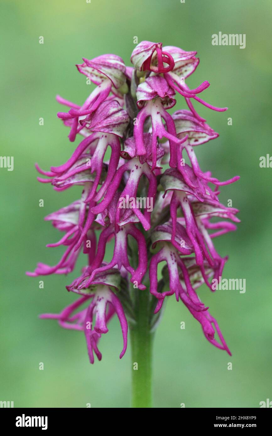 Man x Monkey Orchid Hybrid, Orchis x bergonii, Kent, England, Großbritannien Stockfoto