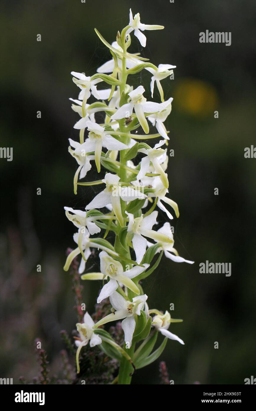 Lesser Butterfly Orchid, Platanthera bifolia, Hampshire, England, Großbritannien Stockfoto