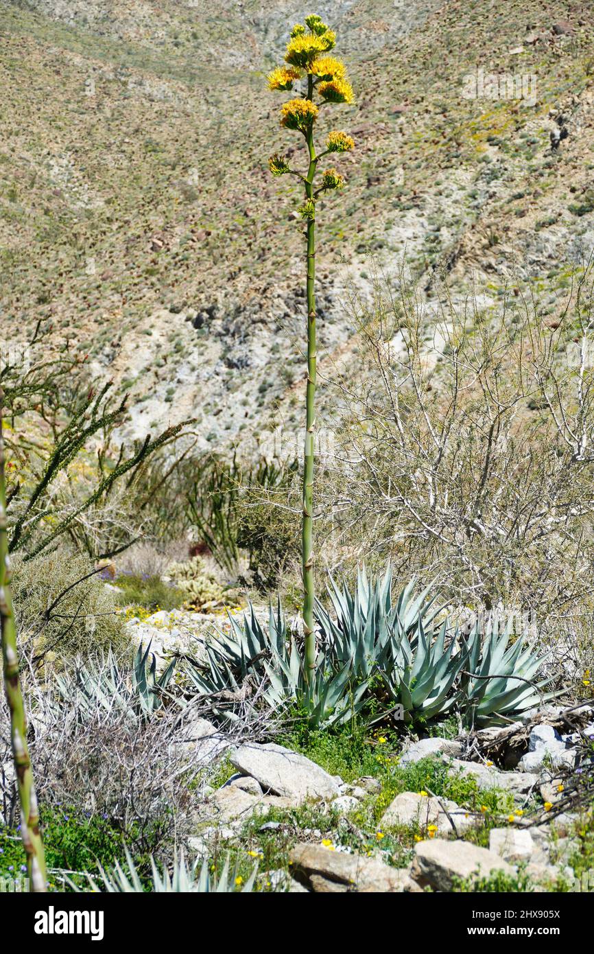 Blühende Wüstenagave, auch Mescal oder Century Plant (Agave deserti) genannt, im Anza-Borrego Desert Park, Kalifornien, USA Stockfoto