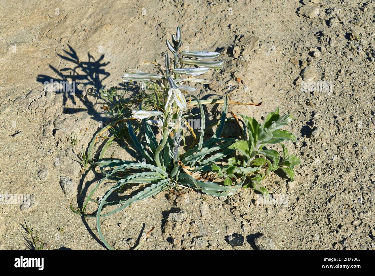 Blühende Wüstenlilie (Hesperocallis undulata) in der Mojave-Wüste in Südkalifornien Stockfoto