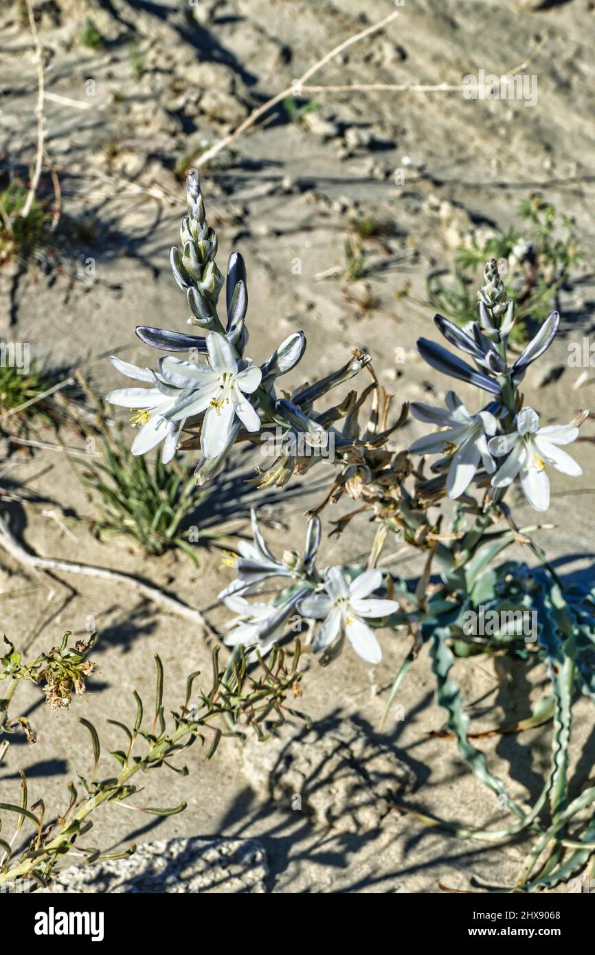 Blühende Wüstenlilie (Hesperocallis undulata) in der Mojave-Wüste in Südkalifornien Stockfoto