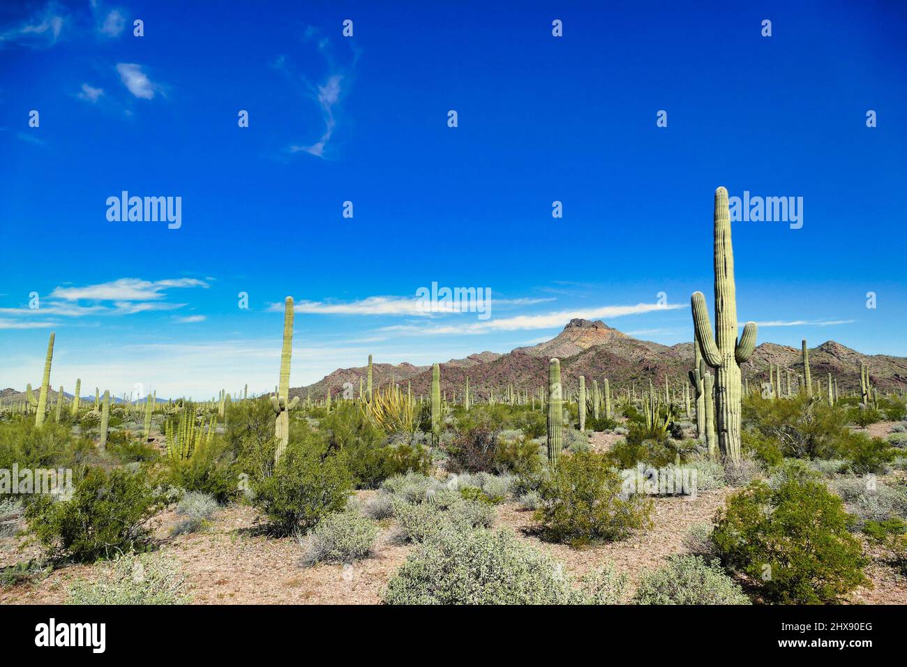 Wüstenlandschaft mit Saguaros entlang des Ajo Mountain Drive im Organ Pipe Cactus National Monument, Süd-Arizona, USA Stockfoto