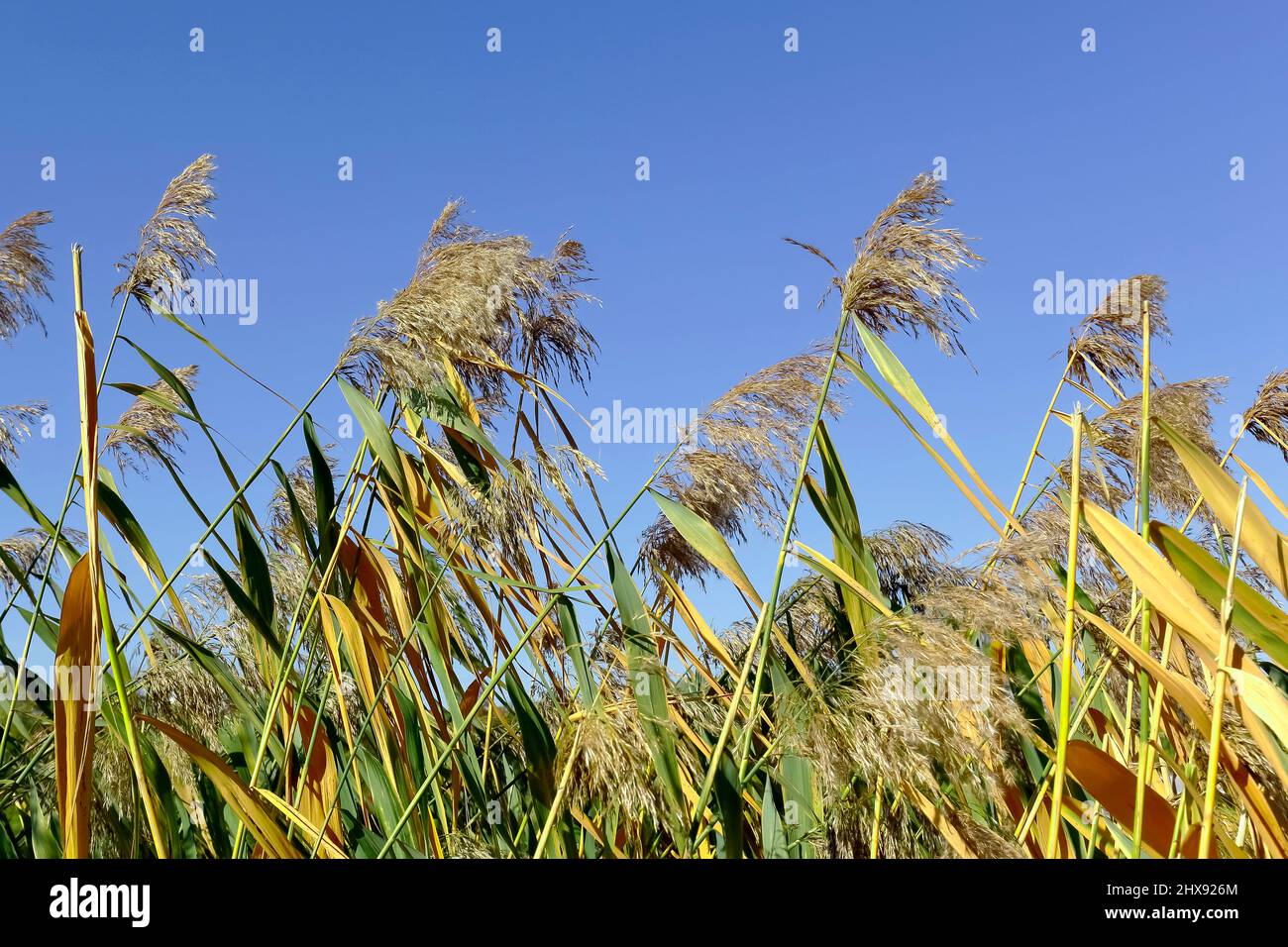 Wildes Schilf ist hier vor dem Hintergrund des blauen Himmels zu sehen. Stockfoto