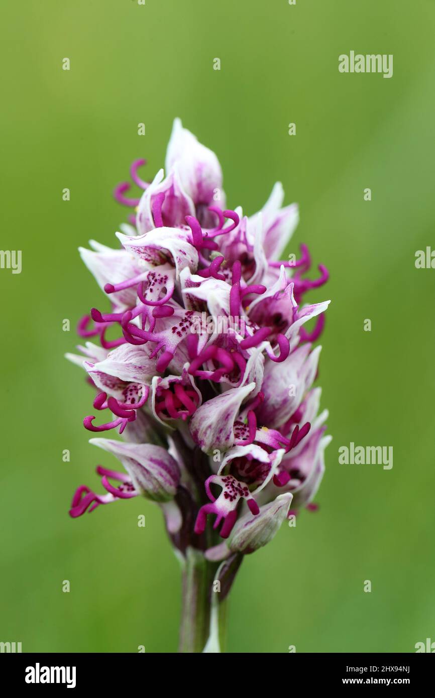 Monkey Orchid, Orchis simia, Kent, England, Großbritannien Stockfoto