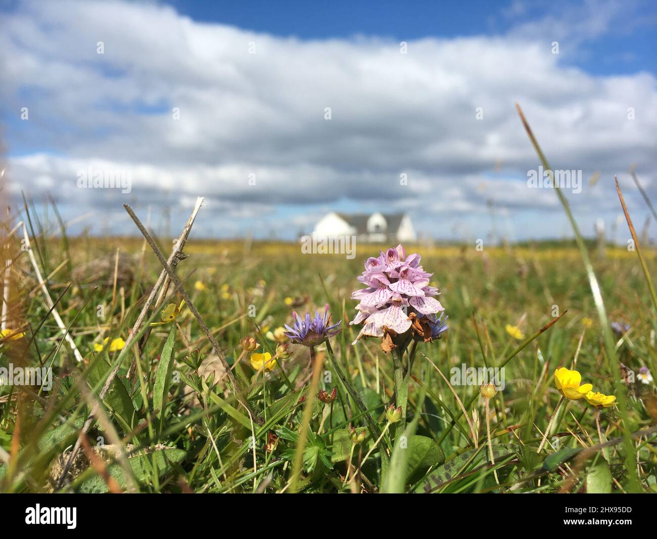 Heath Spotted Orchid, Dactylorhiza maculata, in blumenreicher maritimer Heide, Shetland, Schottland, Großbritannien Stockfoto