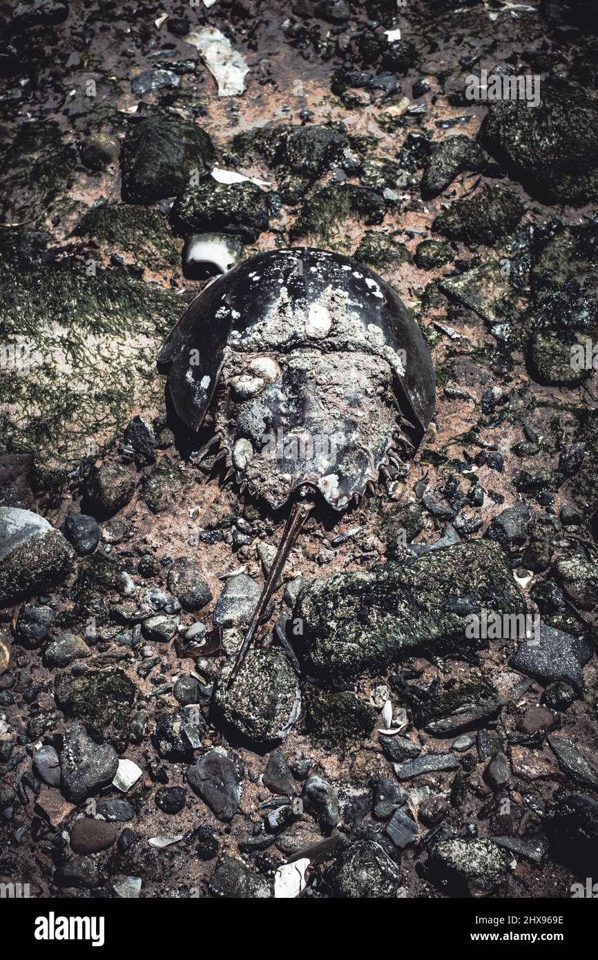 Eine große und lange tote Hufeisenkrabbe wurde am Ufer der Dead Horse Bay ausgewaschen Stockfoto