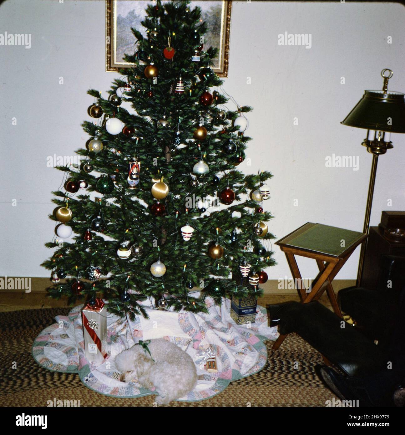 Hund zusammengerollt eingeschlafen, unter einem unbeleuchteten Weihnachtsbaum liegend ca. Dezember 1969 Stockfoto