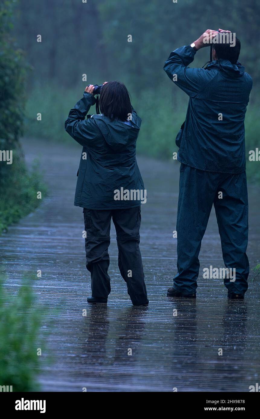 Vogelbeobachtung im Regen Stockfoto