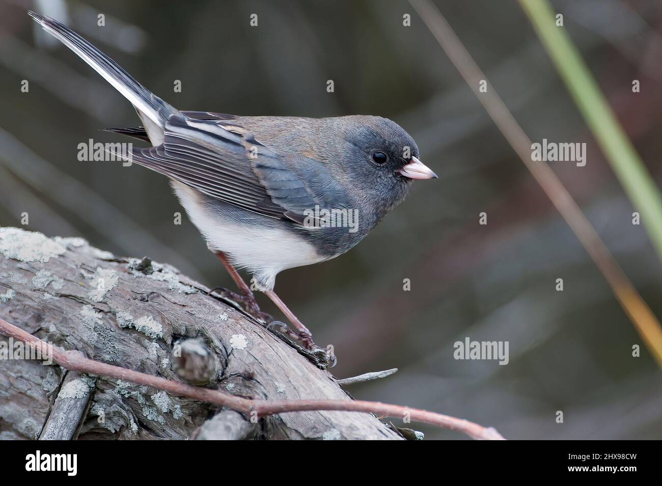 dunkeläugiger junco im Herbst Stockfoto
