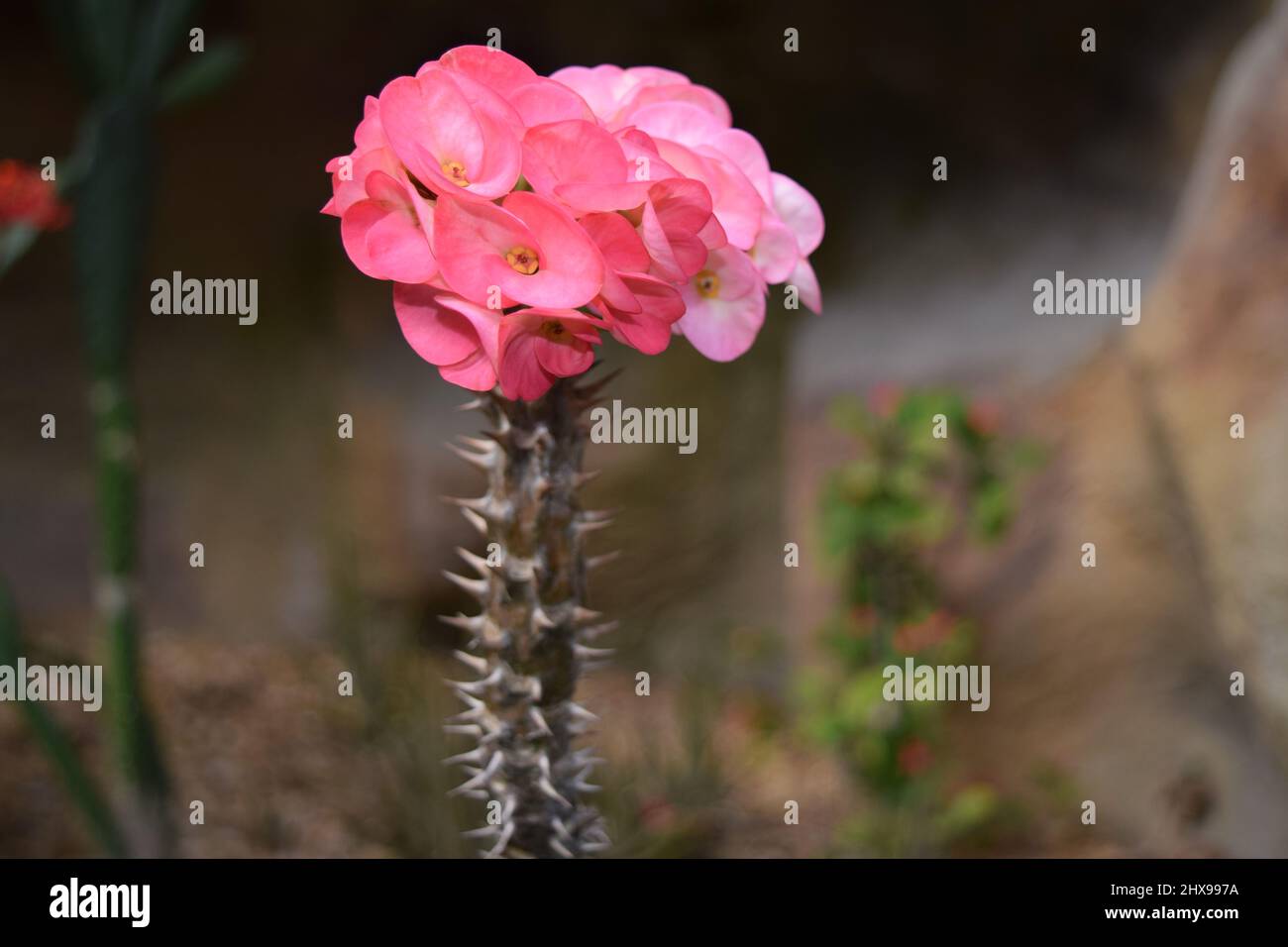 Morgen auf tolle Blume fällig Stockfoto