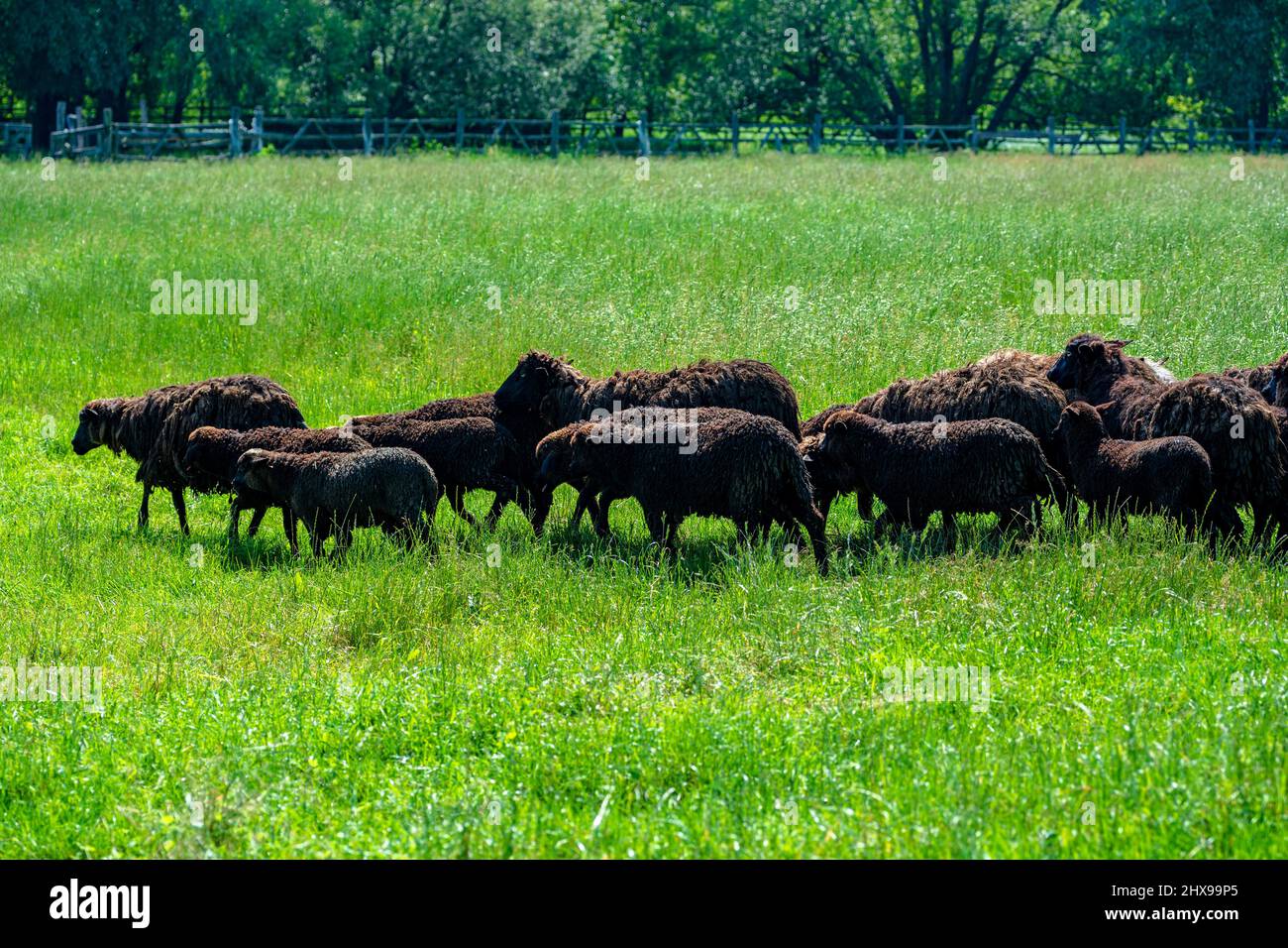 Herde von schwarzen Schafen auf einer grünen Wiese. Stockfoto