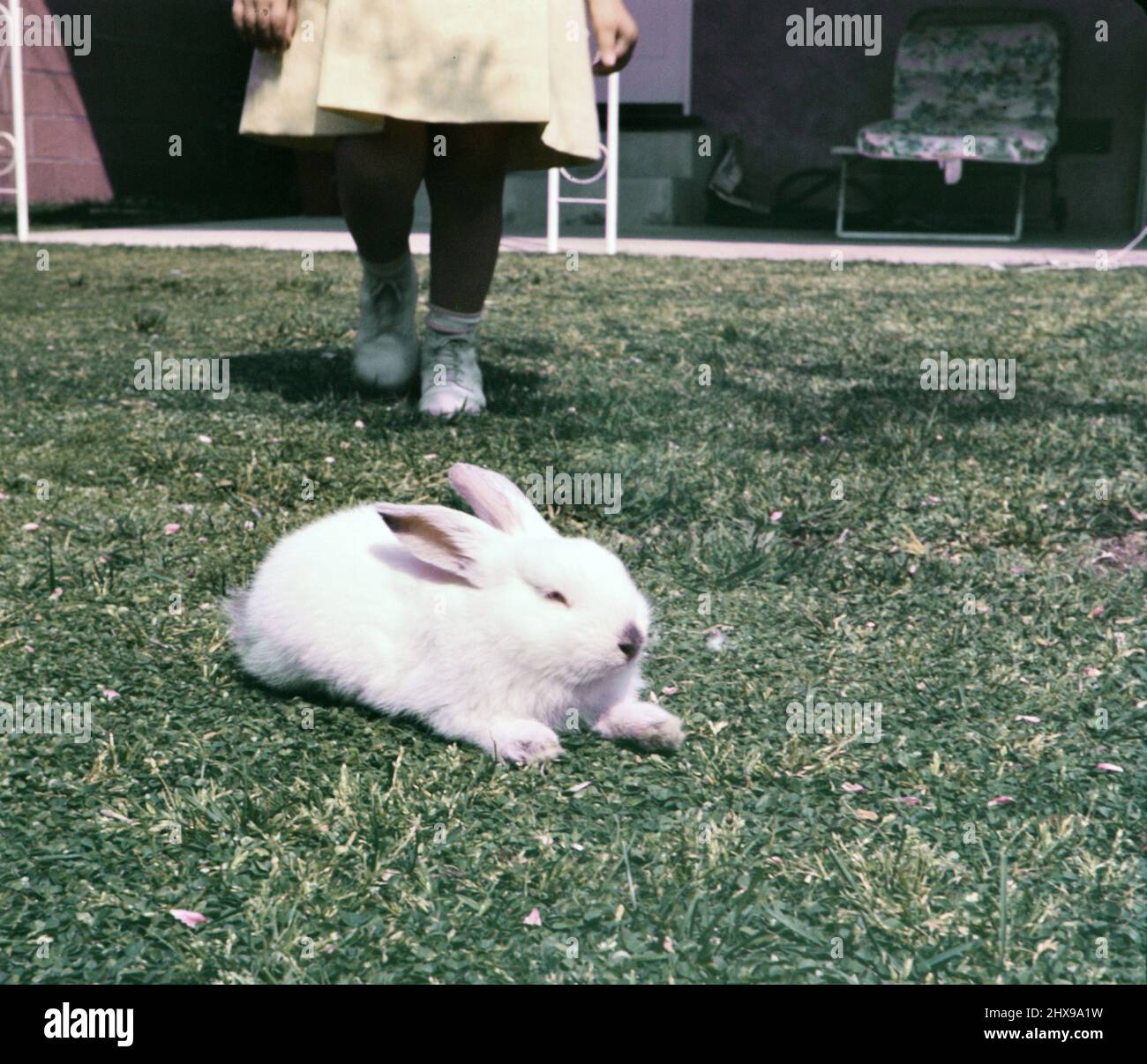 Junges Mädchen in gelbem Kleid, das in einem Hinterhof auf ihr weißes Kaninchen zugeht. 1964 Stockfoto