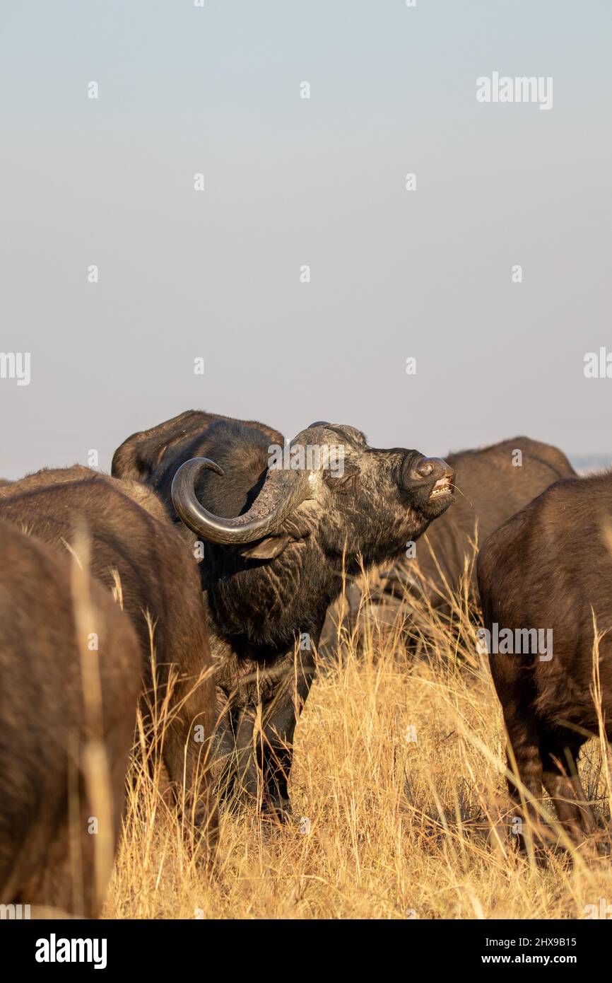 Afrikanischer Büffelbulle mit der Reaktion der Flehmen, Kruger National Park Stockfoto