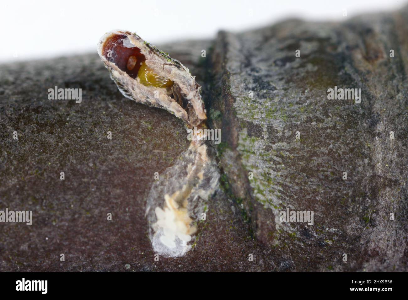 Apfelmuschelschuppen oder Austernschuppen (Lepidosaphes ulmi), parasitiert von einer winzigen parasitären Wespe aus der Aphelinidae-Familie – Aphytis. Stockfoto