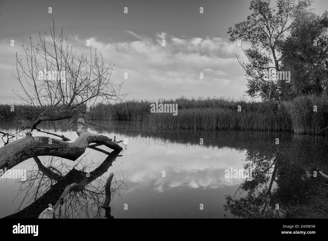 Ein alter Baum liegt in ruhigem Wasser. Die lange Belichtung glättet das Wasser und erzeugt eine schöne Reflexion. Stockfoto