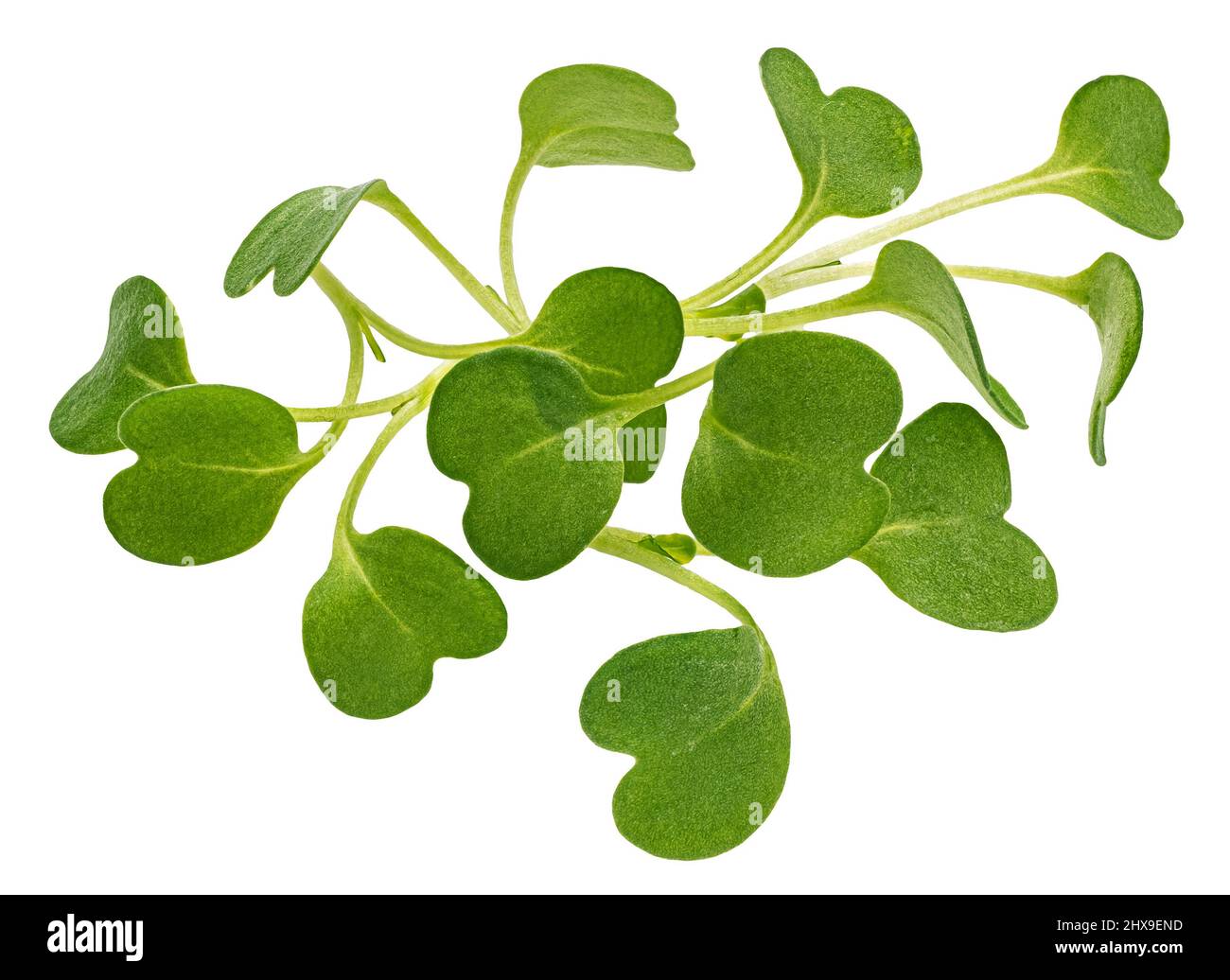Mikrogrüne Blätter, Rucola-Sprossen isoliert auf weißem Hintergrund Stockfoto