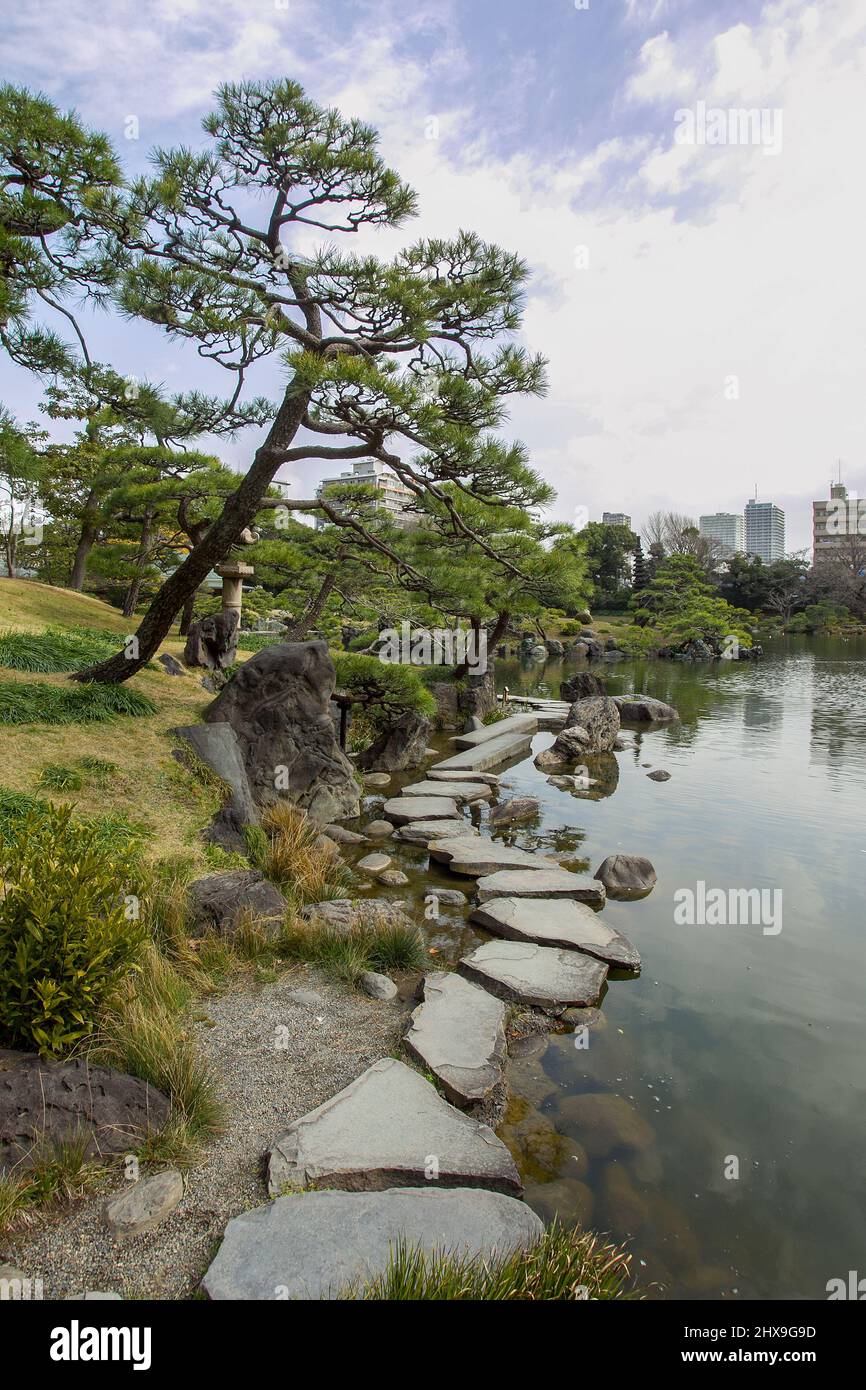 Kleine Kiefern (Niwaki) und flache Steine als Fußweg im Kiyosumi Teien Garten in Tokio. Garden wurde 19. von Iwasaki Yataro, dem Leiter von Mitsubishi, gegründet Stockfoto