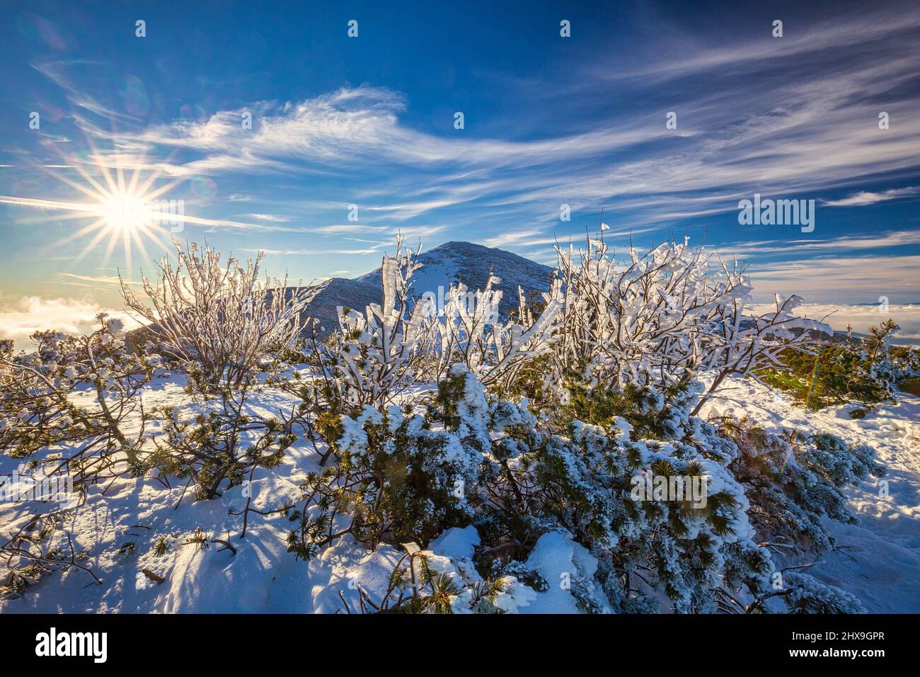 Winter-Berglandschaft mit verschneiten Gestrüpp im Vordergrund an einem sonnigen Tag. Der Nationalpark Mala Fatra in der Slowakei, Europa. Stockfoto