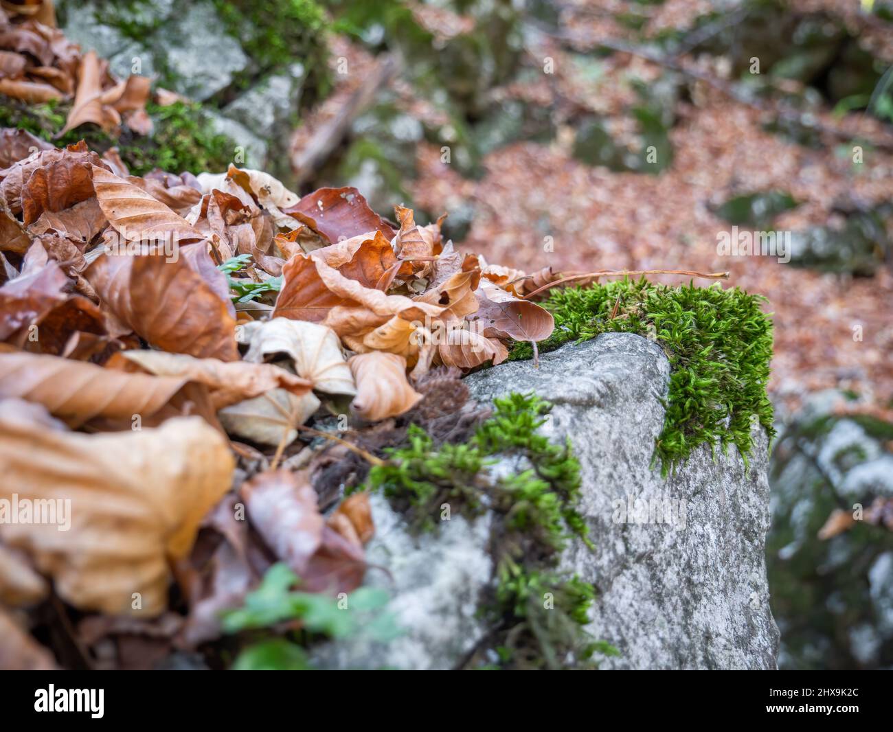 Herbstwaldlandschaft mit getrockneten Blättern auf einem mit grünem Moos bedeckten Felsen. Stockfoto
