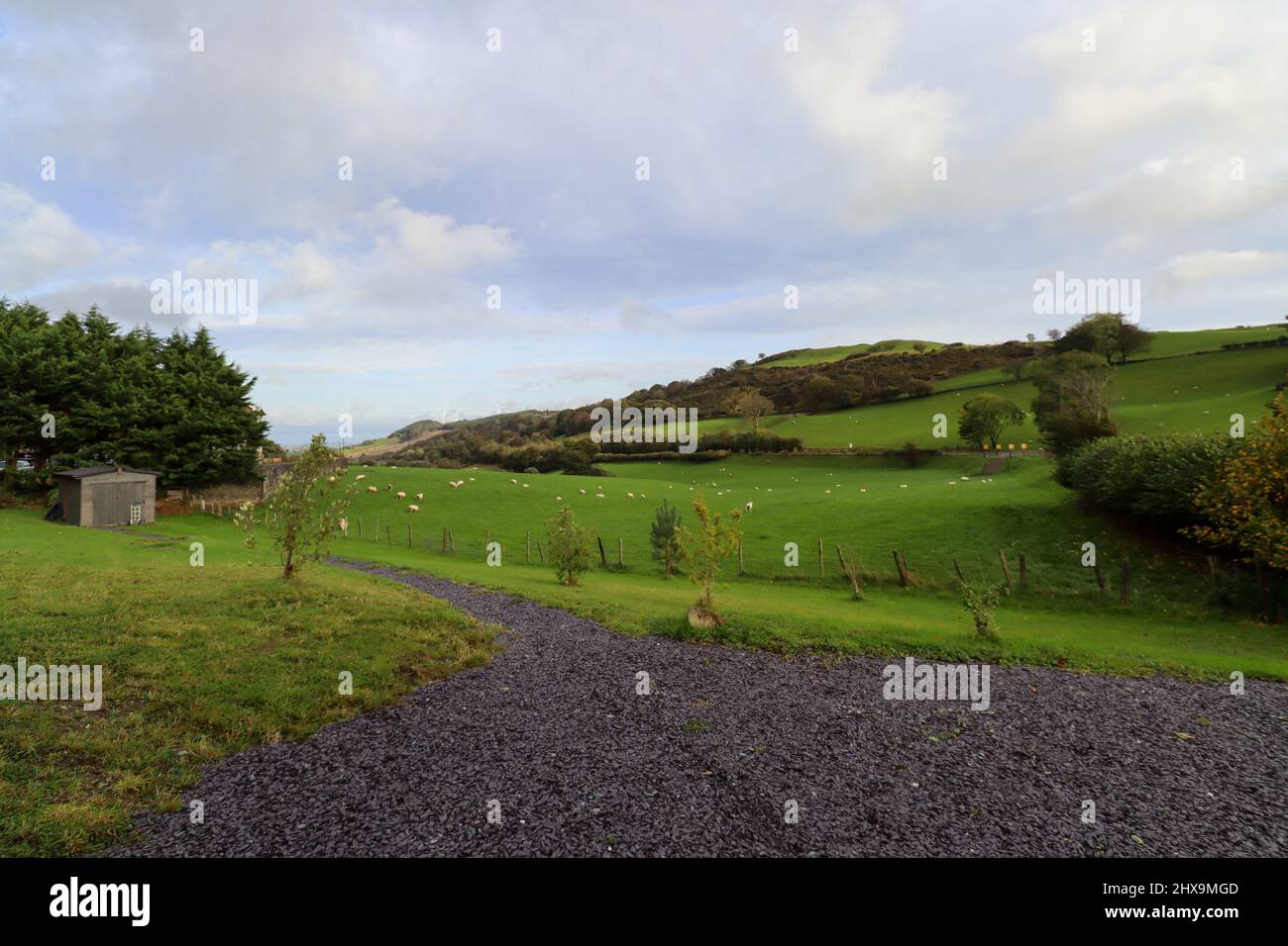 Ländliches Wales, Blick über Felder und Hügel mit Schafen und Bäumen Stockfoto