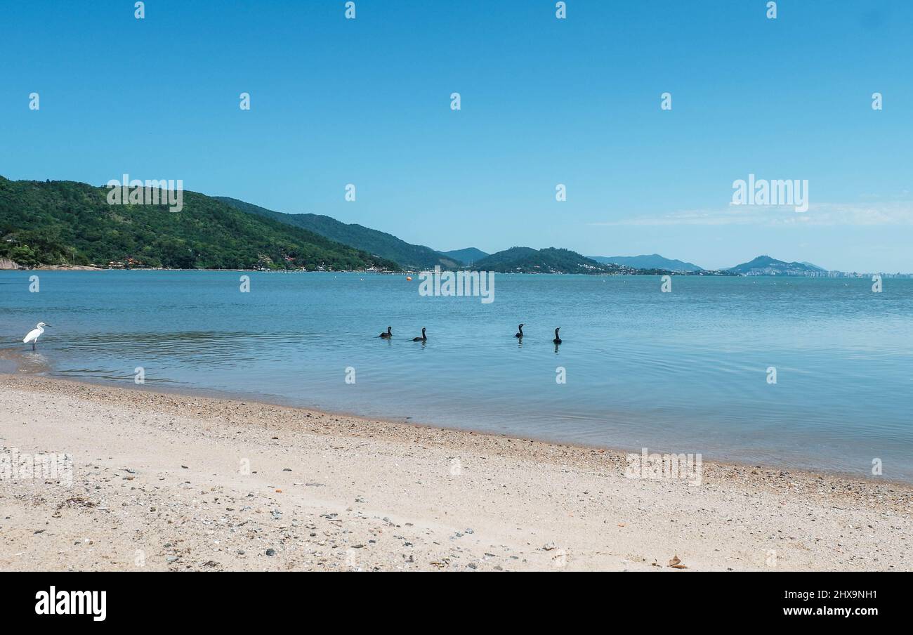 Schöne Vögel an einem brasilianischen Strand. Foto aufgenommen in Florianopolis, Brasilien. Stockfoto