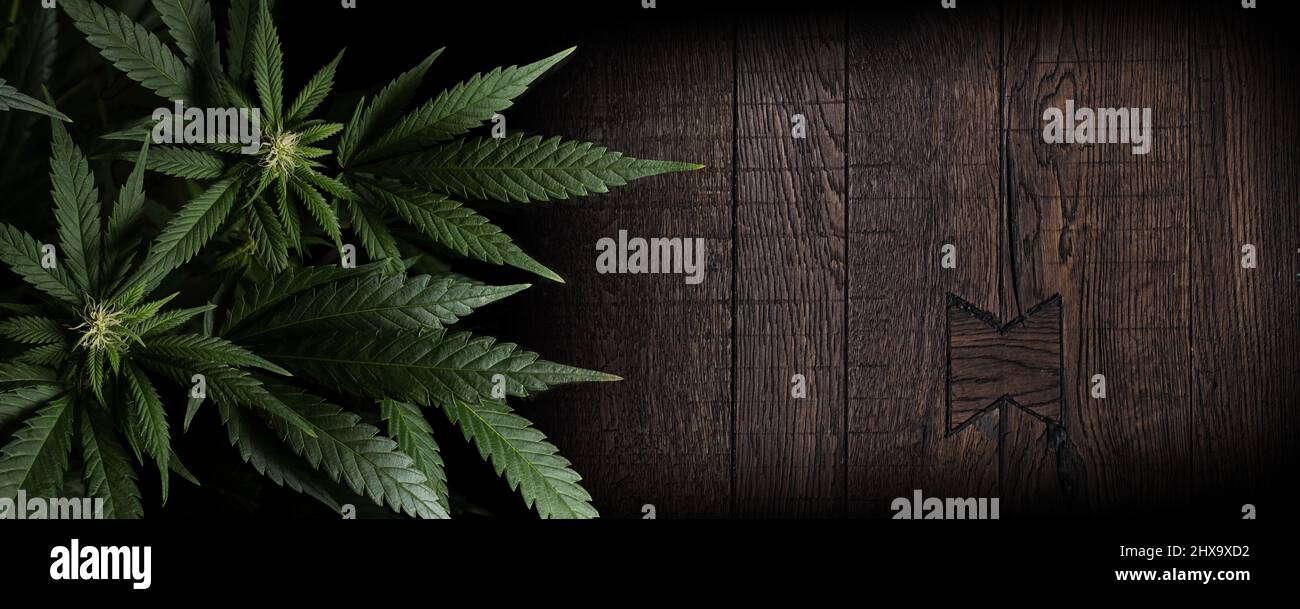 Marihuanapflanzen auf Holzhintergrund mit Platz für Text im Bannerformat Stockfoto