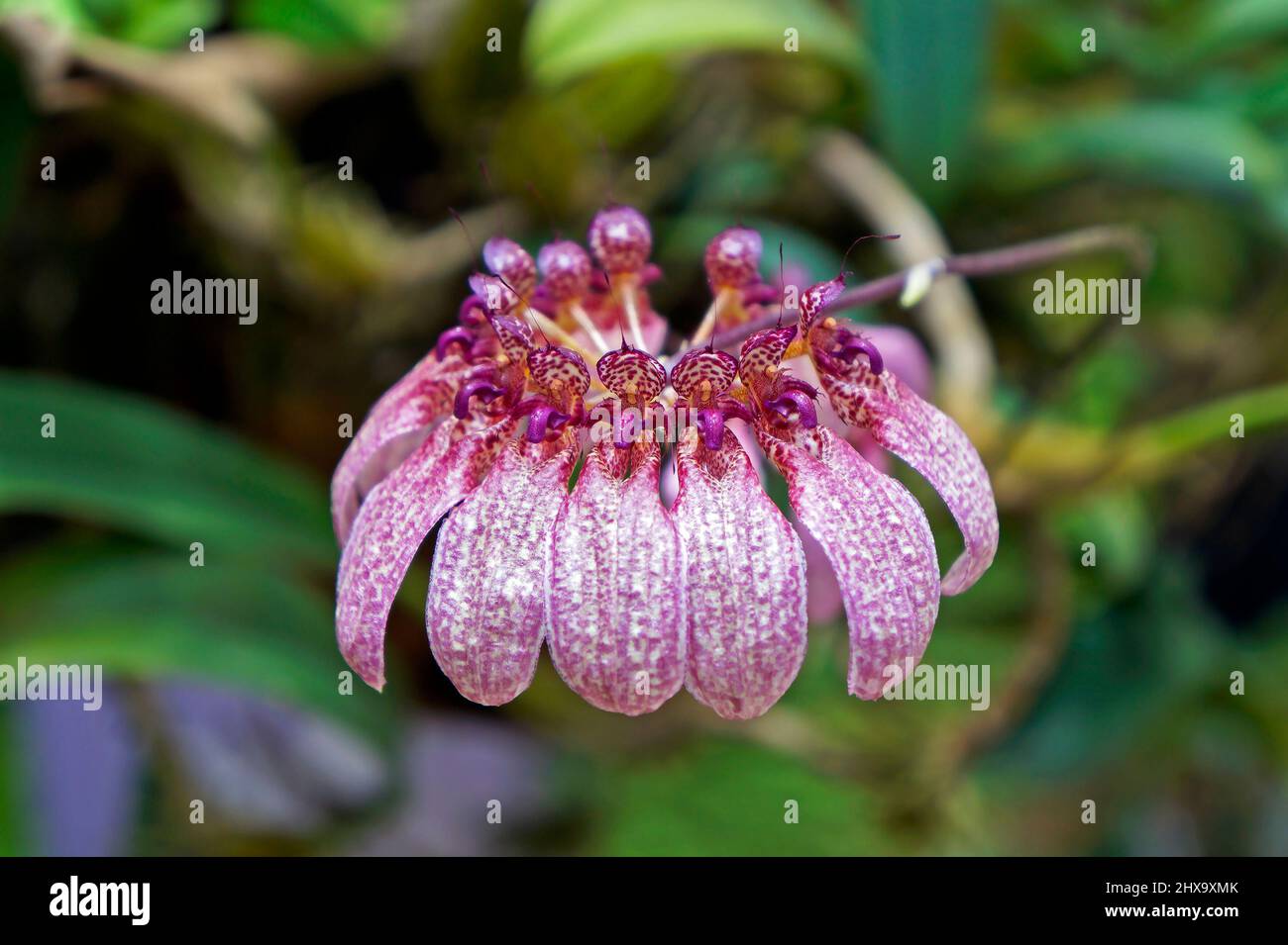 Orchidee (Bulbophyllum eberhardtii) im Gewächshaus, Rio, Brasilien Stockfoto