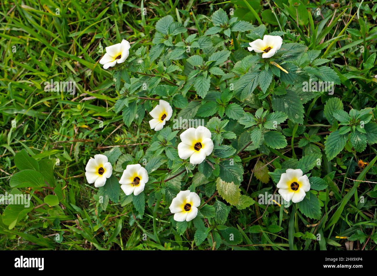 Weiße Schmetterling- oder Schwefelerlenblüten (Turnera subulata) Stockfoto