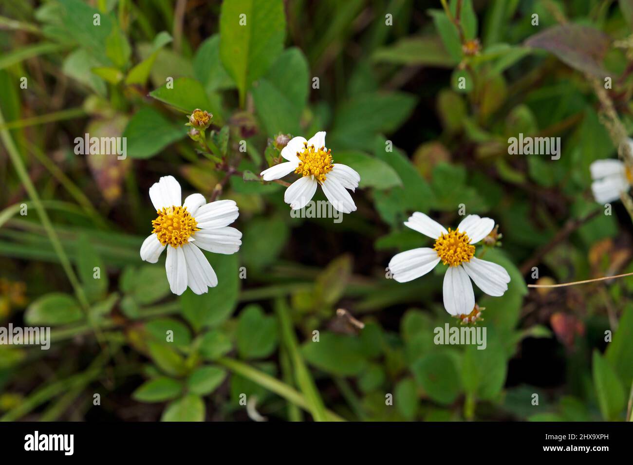 Spanische Nadelblumen (Bidens alba) Stockfoto
