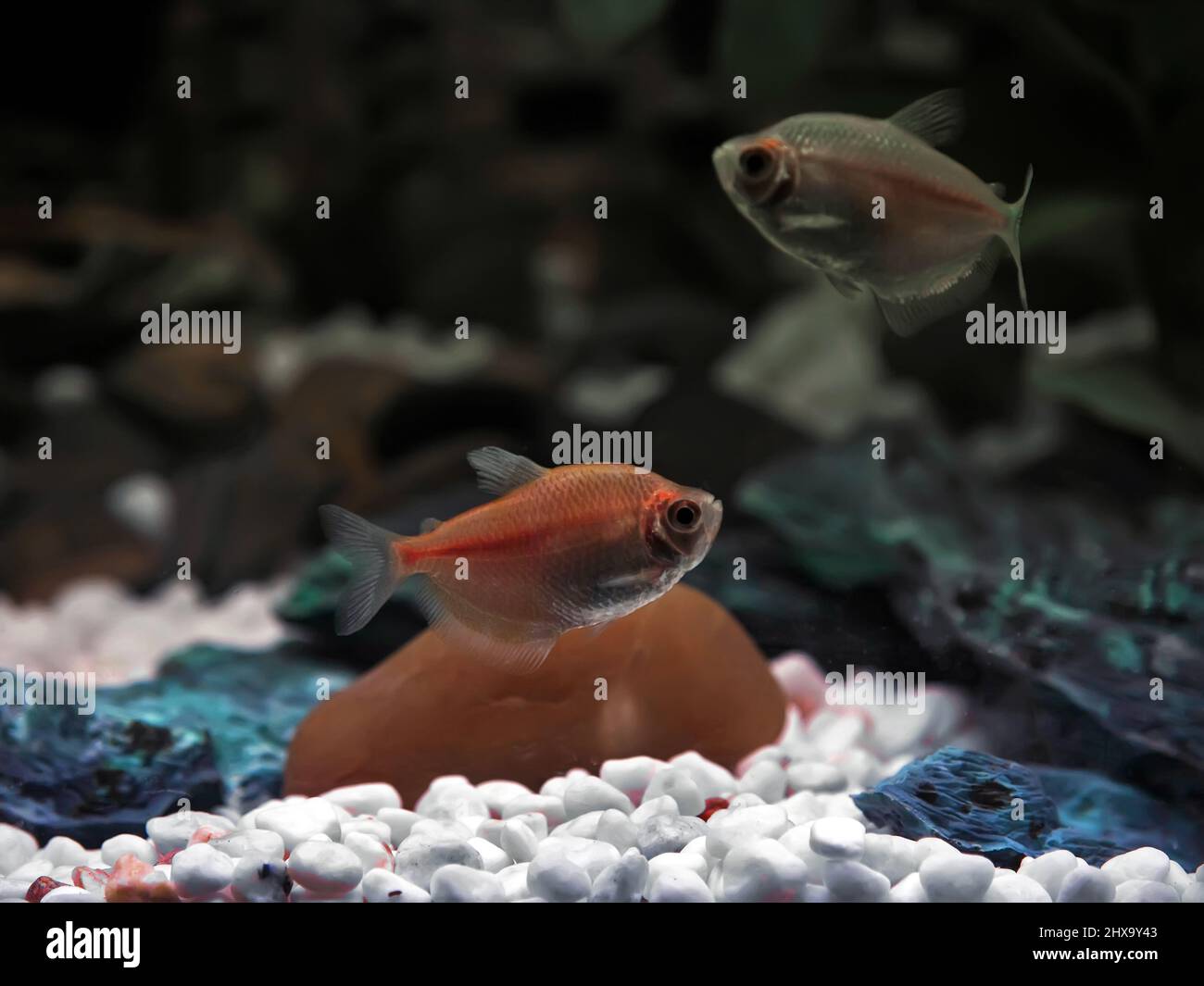 Süßwasserbarb oder Glasfisch Stockfoto