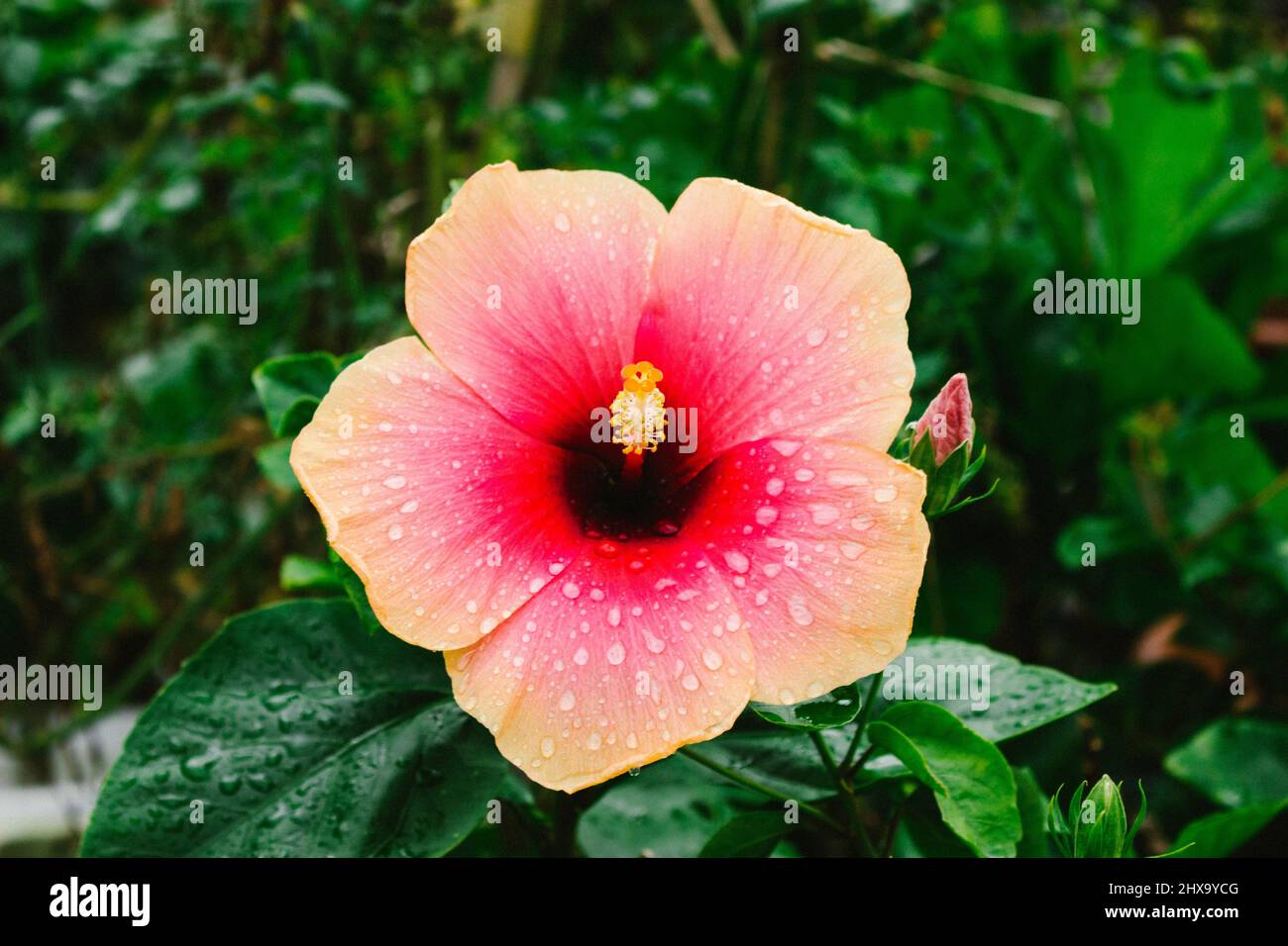 Rosa mit Korallenspitzen florale Blüte mit Wassertau Tropfen Stockfoto