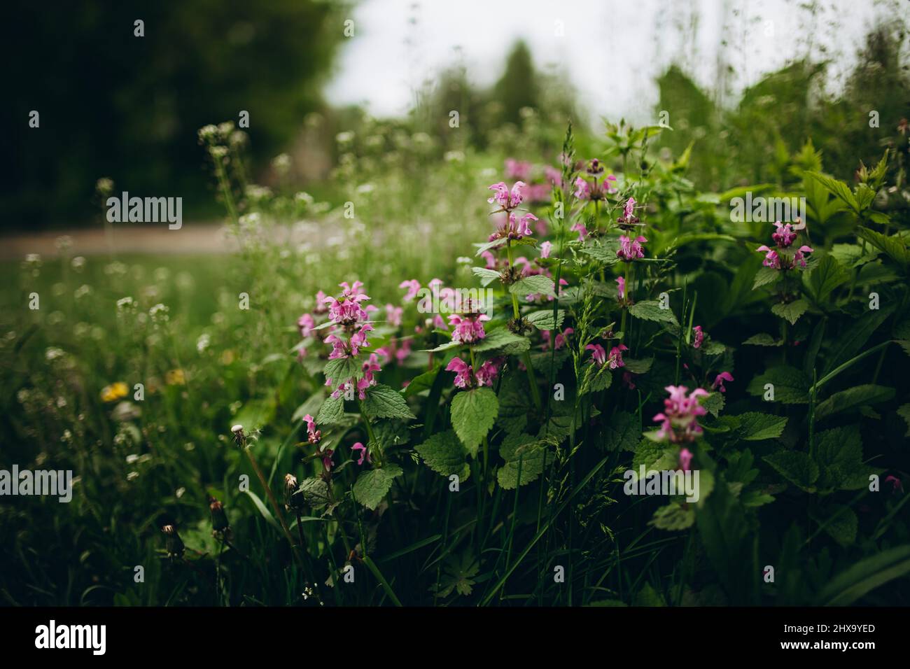 Grünes Gras. Natürlicher Hintergrund. Sommer Stockfoto