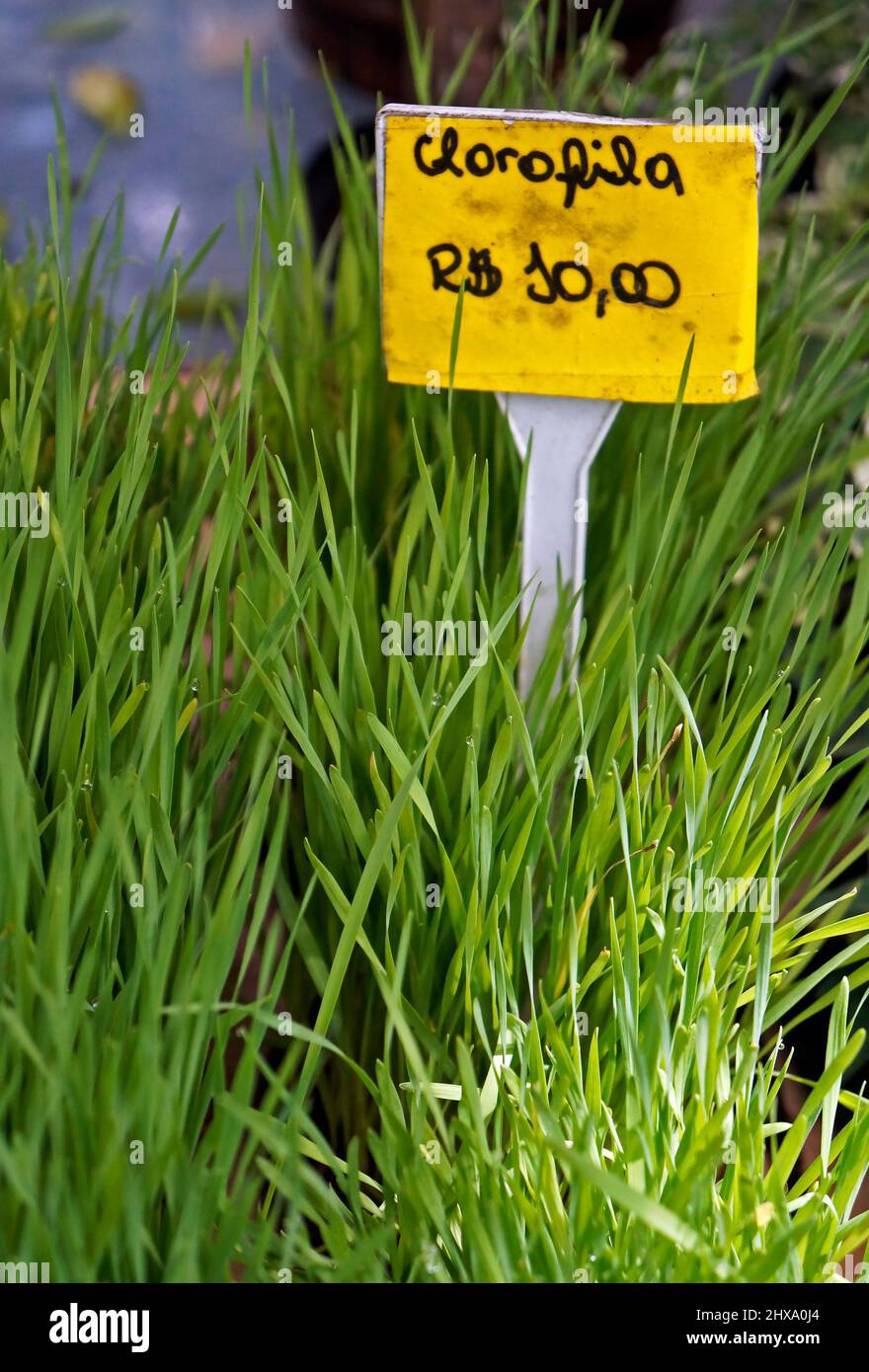 (Chlorophyll 10,00 €) Weizengras für Entgiftung und gesundes Leben Stockfoto
