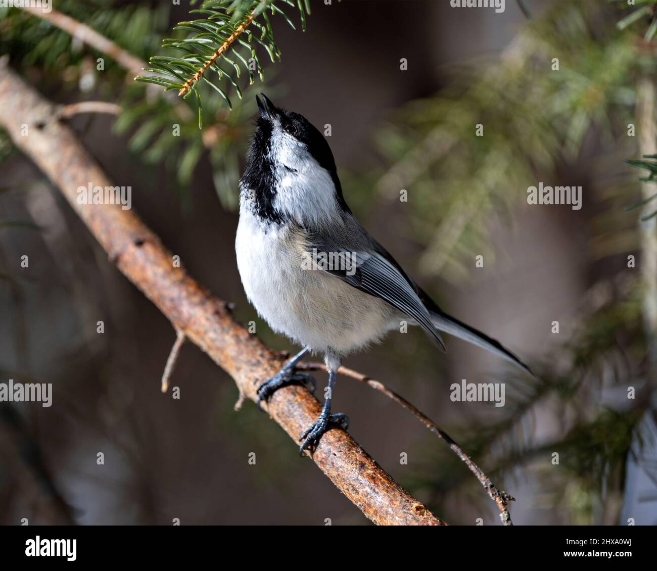 Chickadee thront auf einem Fichtenzweig und blickt in Richtung Himmel, seinen Lebensraum und seine Umgebung, mit Federgefieder, Körper, Kopf und Schnabel. Stockfoto