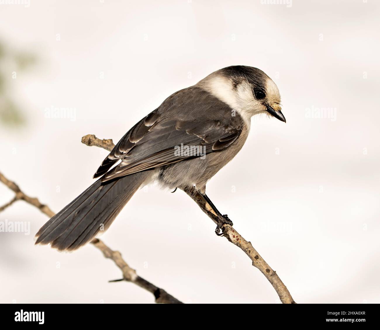 Grey Jay – Nahaufnahme eines Profils, das in seiner Umgebung und seinem Lebensraum auf einem Ast thront, mit grauem Federgefieder und Vogelschwanz. Weihnachtsbild. Stockfoto