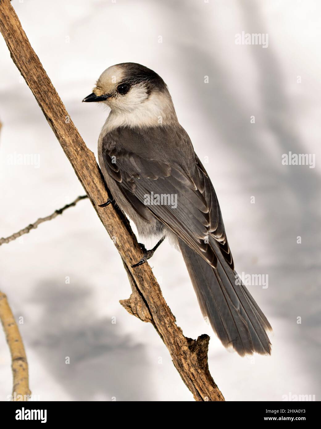 Grey Jay – Nahaufnahme eines Profils, das in seiner Umgebung und seinem Lebensraum auf einem Ast thront, mit grauem Federgefieder und Vogelschwanz. Weihnachtsbild. Stockfoto