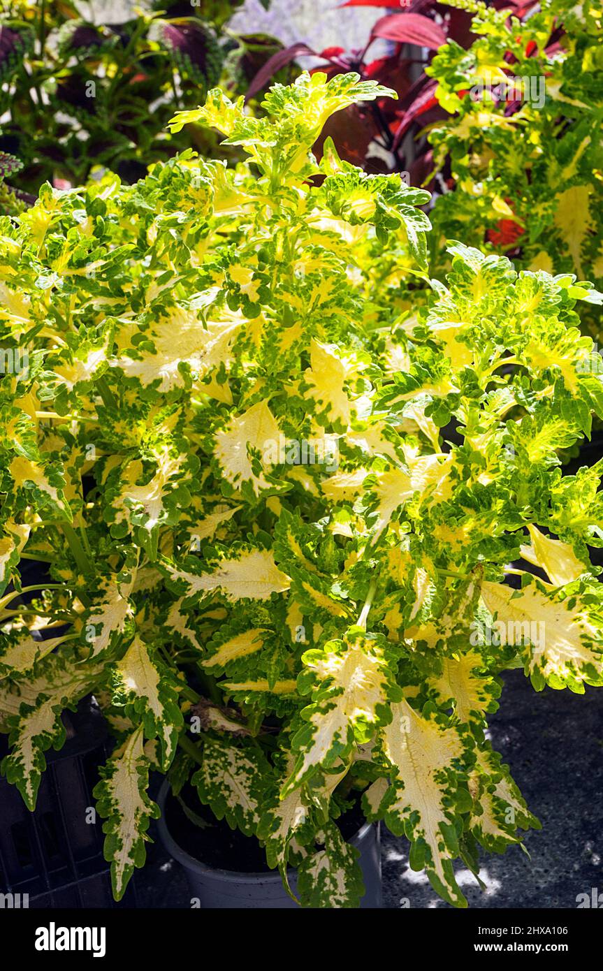 Solenostemon Coleus blumei Wizard Jade mit grünen und gelben Blättern eine sommerblühende Bedding- oder Haustopf-Pflanze, die eine frostzarte Staude ist Stockfoto