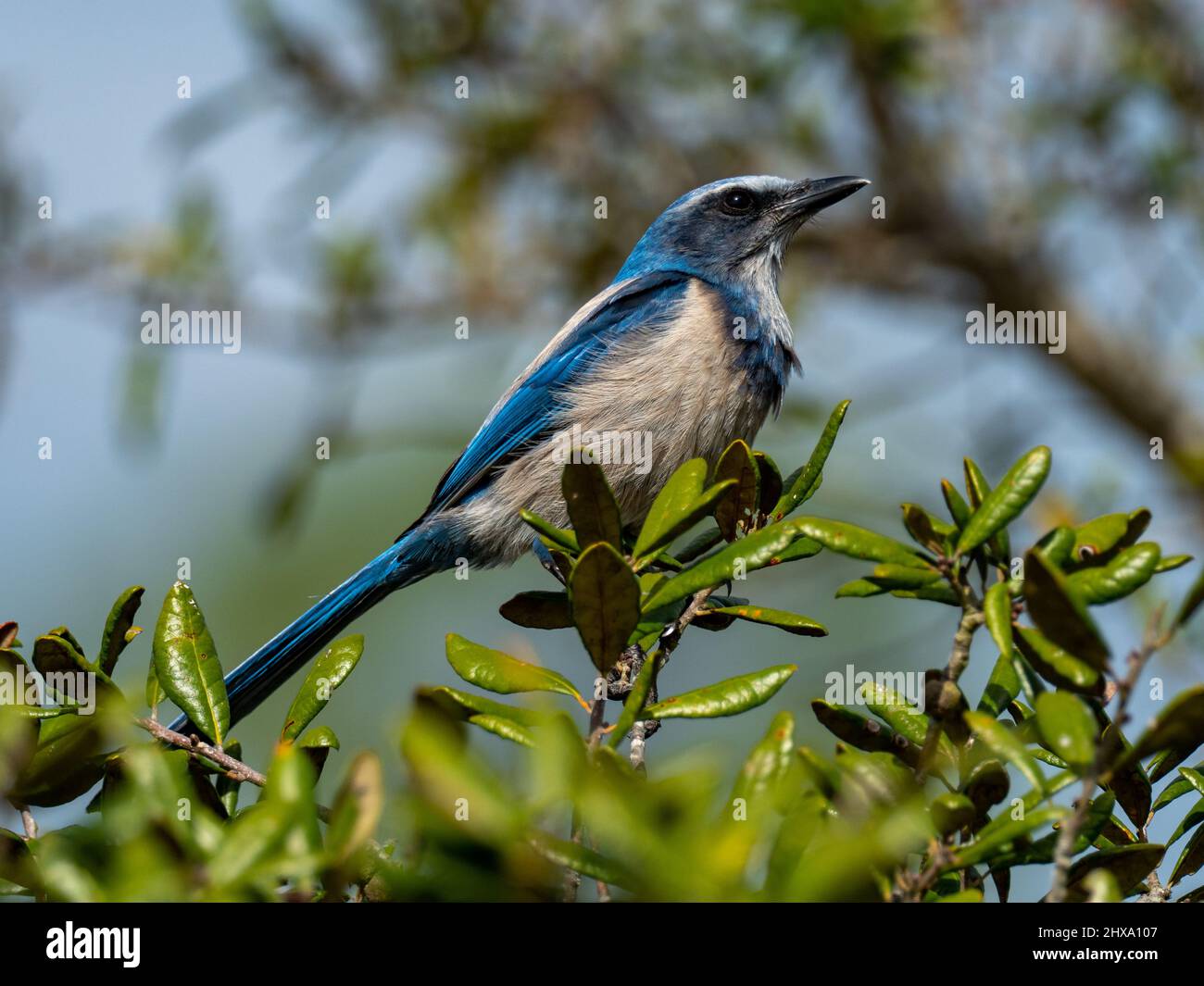 Florida Scrub-jay, Aphelocoma coerulescens, ein endemischer Vogel in Florida USA Stockfoto