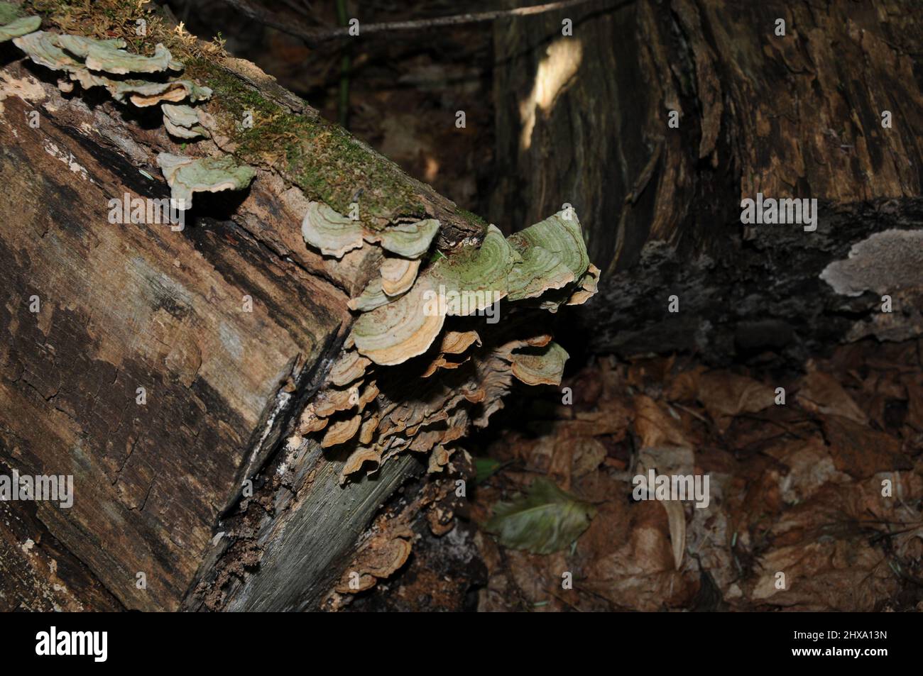 Pilze stielt mit grauer Farbe auf einem toten Baumholz mit Laubhintergrund in seiner Umgebung und Lebensraum in der Herbstsaison. Pilz Stockfoto