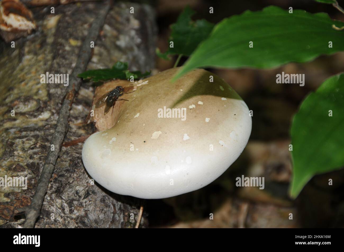 Pilz auf dem Boden mit einem Insekt fliegen auf dem Pilz, erstaunliche Phänomene in der Umwelt und Lebensraum. Pilz. Stockfoto