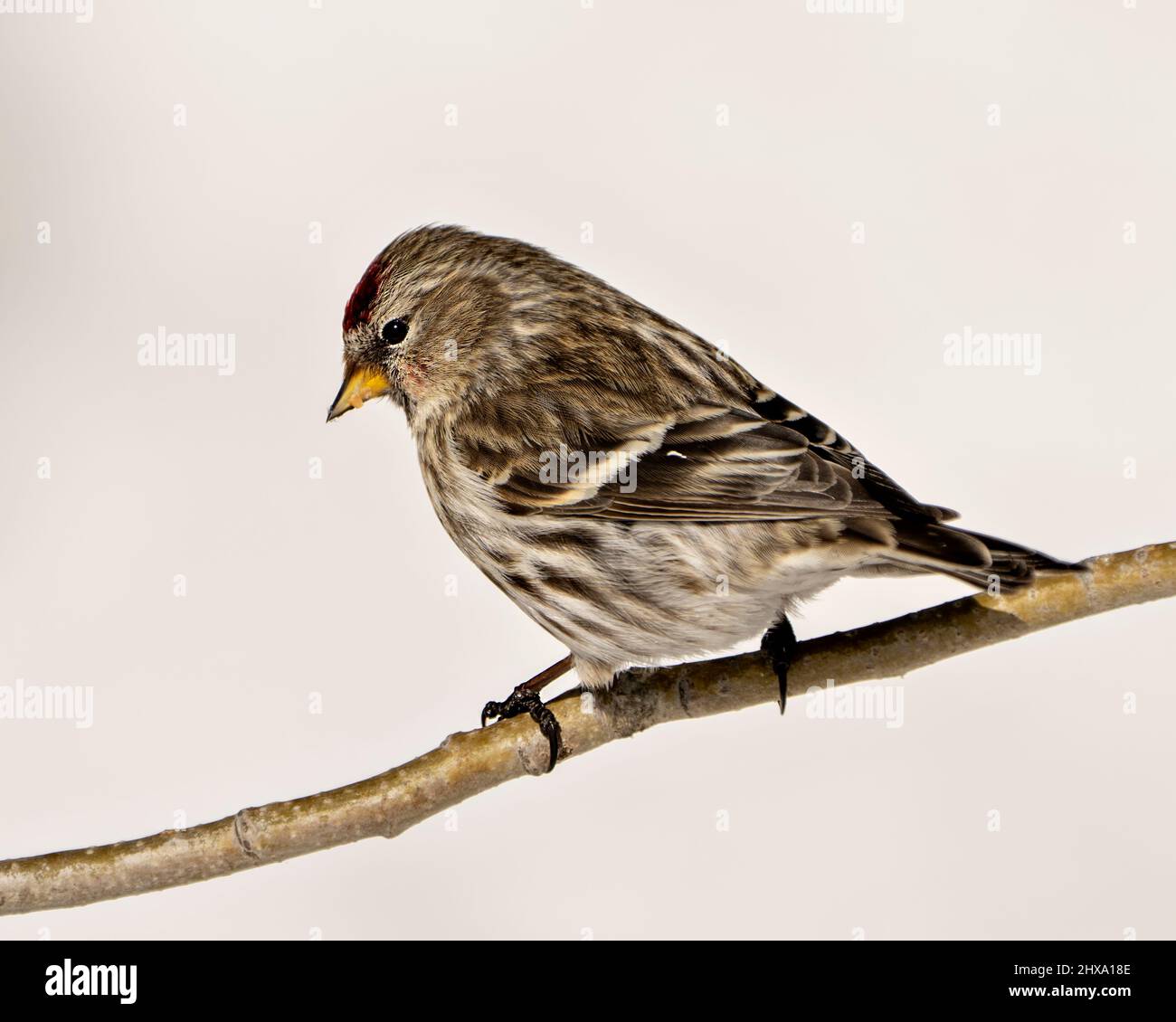 Red Poll Vogel mit einem verschwommenen weißen Hintergrund in den Wald in seiner Umgebung und Lebensraum Umgebung thront. Finch Portrait. Stockfoto