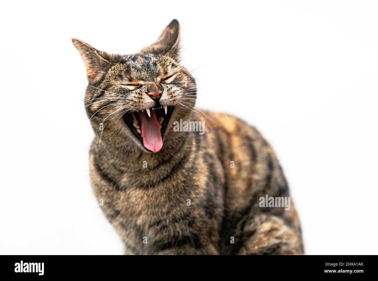 Eine Tabby-Katze lässt ein großes Gähnen aus, während sie vor einem natürlichen, weißen Wandhintergrund sitzt. Stockfoto