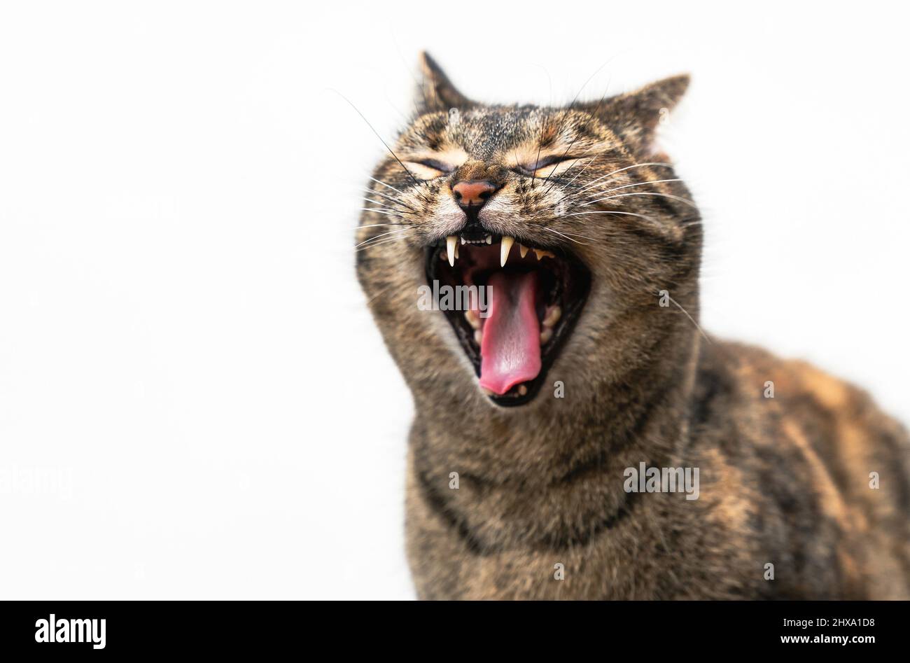 Große Nahaufnahme einer Tabby-Katze, die ein großes Gähnen mit einem Miau vor einem natürlichen weißen Wandhintergrund auslässt. Stockfoto