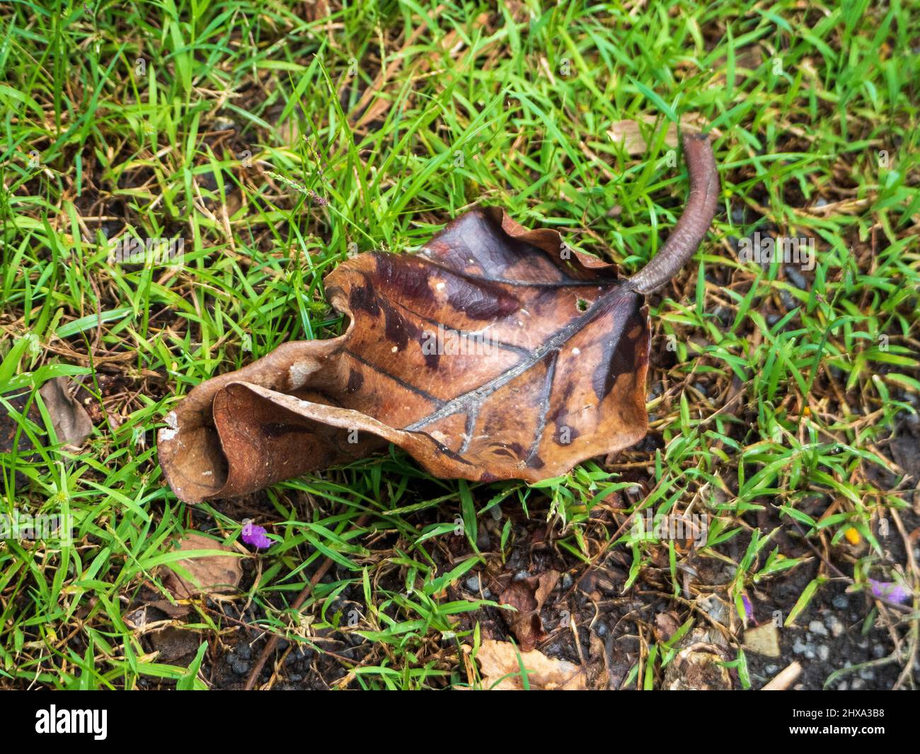 Gefallene Blätter, ein braunes, schrumpfende Blatt auf dem grünen Gras auf dem Boden, das sich an den Rändern zusammenrollt Stockfoto