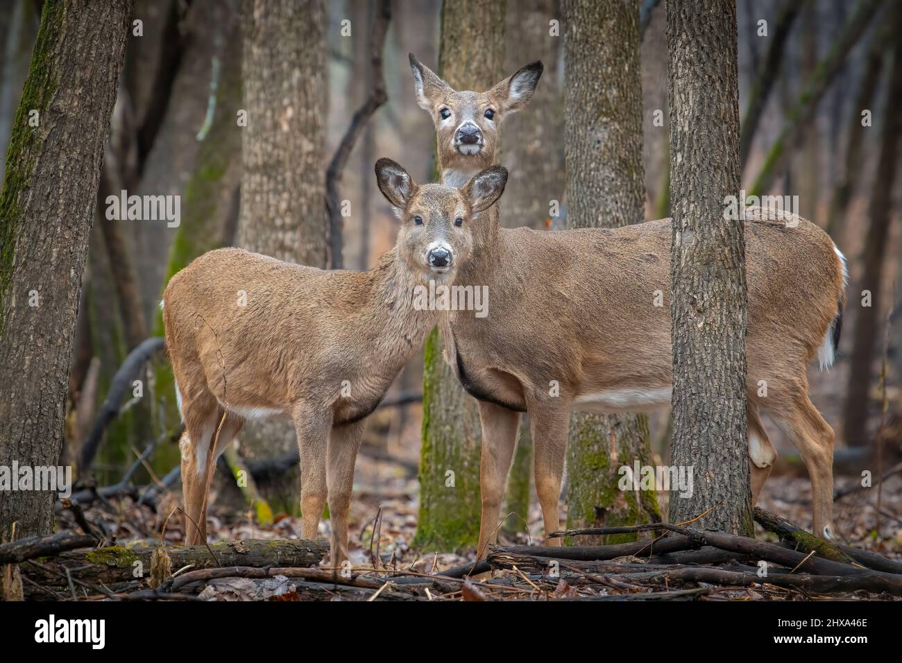 Weißschwanzhirsch, tut (Odocoileus virginianus), Hirschhof, Herbst, E N America, Von Dominique Braud/Dembinsky Photo Assoc Stockfoto