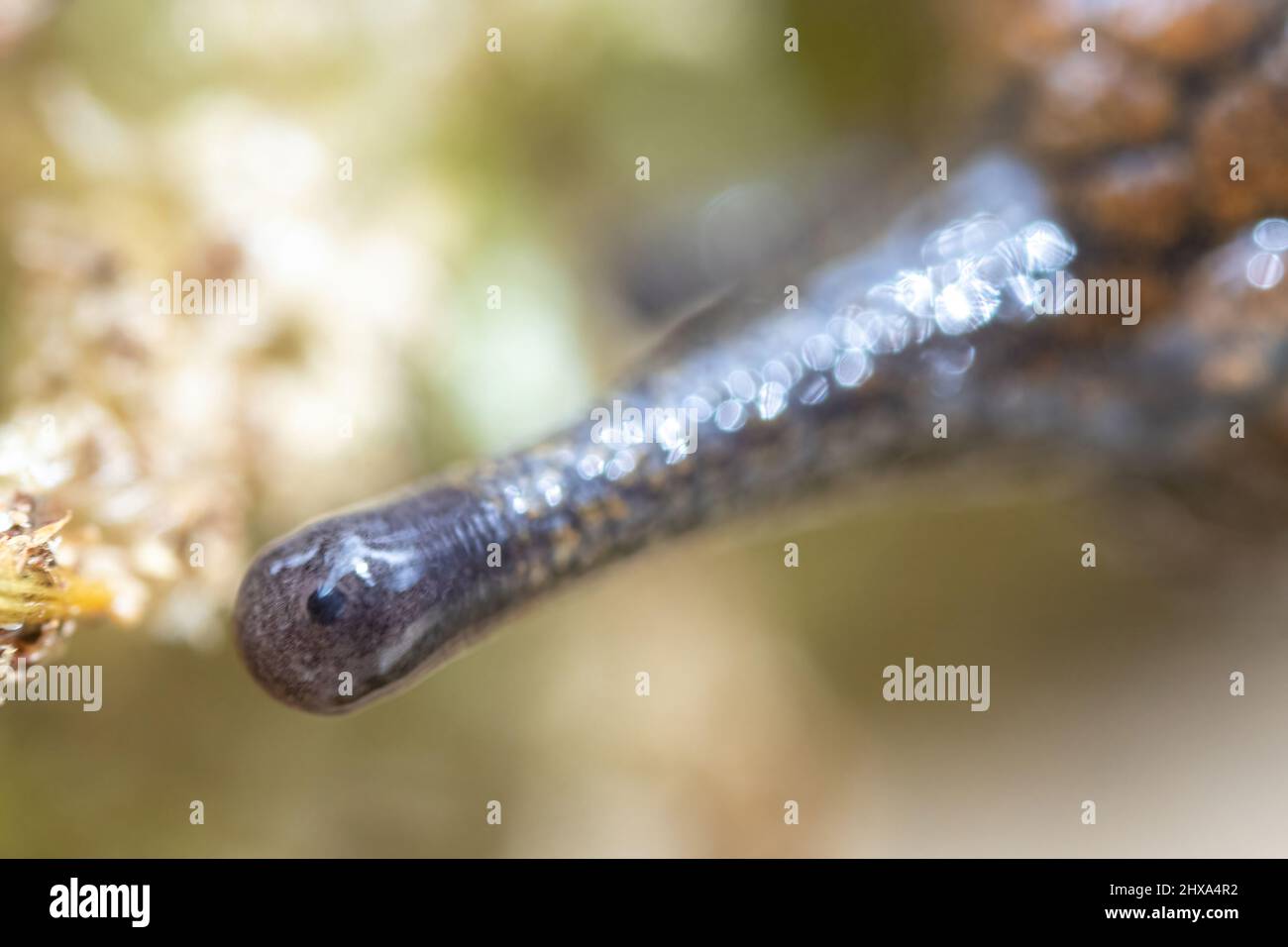 Ein einziger Schneckenaugapfel blickt auf die Kamera Stockfoto