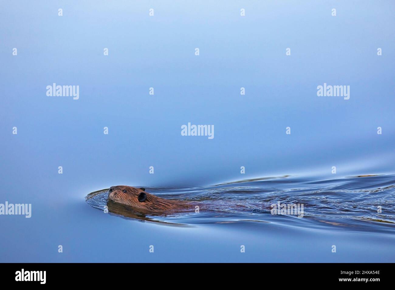 Biber schwimmt durch einen Teich Stockfoto